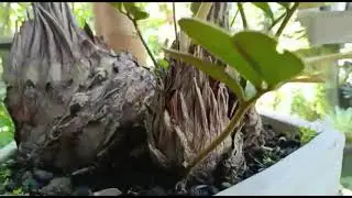 Sikas Zamia Tanaman Dengan Harga Fantastis