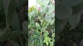 Nopal de Castilla. Opuntia ficus.