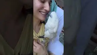 Sweet Pea is the world&rsquo;s strangest parrot 🤣 #cockatoo #parrot #funny #funnyanimals #cute