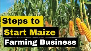 Step-by-Step Guide to Start Maize Farming Business