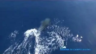 MARINA DI CAMPO DIVING