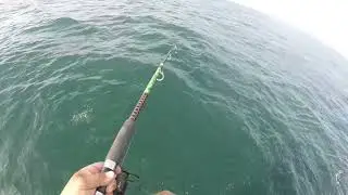 Mysterious Sea Fog.. Catching Triggerfish, and Kingfish with the Thunderbite spoon