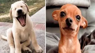 Happy Friday Meme, Friday Work Meme, Happy Friday Dog Meme