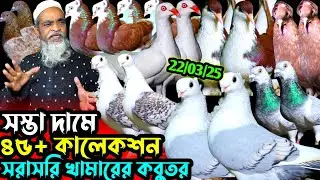 সস্তা দামে ৪৫+কবুতর ডিম বাচ্চা সহ || এই দাম দেখে কমদাম ও ভয় পাবে || সবচেয়ে কম দামে ফেন্সি কবুতর