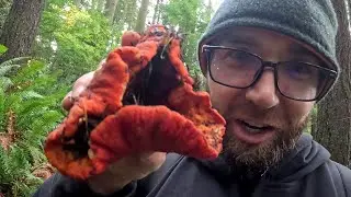 Lobster & Chanterelle Hunt in the PNW: Forage & Feast on Wild Red & Gold!