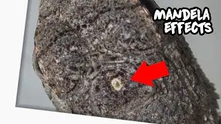 Эффект третьего глаза ящерицы Манделы