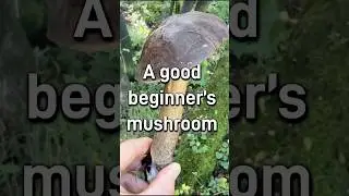 An under-rated mushroom? How to identify and use the Brown Birch Bolete!