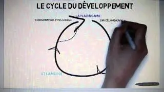 Les basidiomyc&egrave;tes