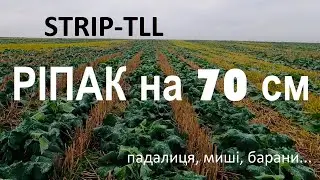 Реальный Стрип-Тилл. 7 серия. Рапс входит в зиму, падалица, мыши, бараны...