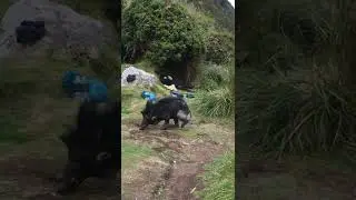 Philippine Wild boar Spotted