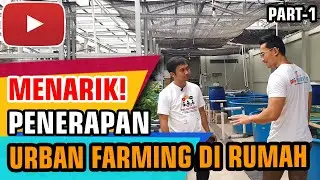 Penerapan Urban Farming di Halaman Rumah - Budidaya Ikan Nila