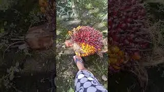 #buahsawit