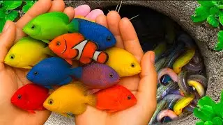 Suprised Catch Amazing Aquarium Fish In Egg Surprise and Small Pond, goldfish, red guppy, turtle🐢🐢🐢🐢