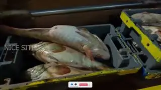Fishing boat in Qatar vlog