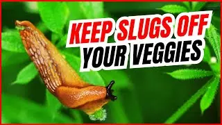 How to Prevent Slugs from Eating Your Vegetables?