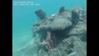 Blue Heron Bridge Dive 092625