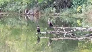 Austin Drive Park Waldon Pond Fall 2018(3)