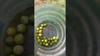 Memetik Lemon Kasturi Cui (Request customer)