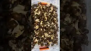 Ulitka haqida malumotlar faqat bizda