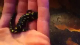 Spotted salamander care
