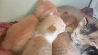 Kittens sleeping in a group