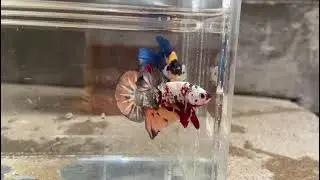 2 MALE CANDY READY BREED #bettafish #bettaseller #fishtank #breeding #ikancupang #aquarium #ikanlaga