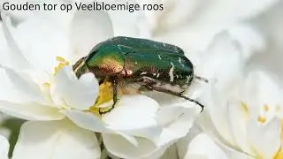 Insecten en andere geleedpotigen in de Hortus Nijmegen