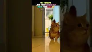 Top Moments: When your Munchkin cat melts your heart