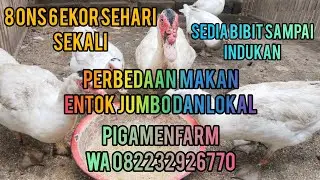 PERBEDAAN CARA MAKANYA ENTOK JUMBO DAN LOKAL #pigamenfarm #pakanterbaik #fyp #entok 