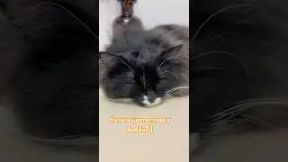 Я не знаю какой цвет глаз у кота .. 😁 #bobbyboy #cat