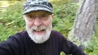 Picking blueberries in a Finnish forest