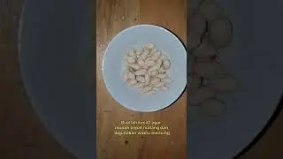 CARA MEMBUAT UMPAN IKAN PATIN SUNGAI