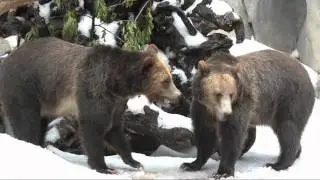 Brown Bears Enjoy Snow