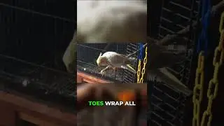 Upgrade Your Bird's Perches for Happy, Healthy Feet