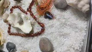 برج الاسد ♌ معجزه الهيه ليك علمتوا درس شديد بيلف ويدور عليك فرصه انك ترجع اقوى واعلى💯