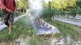 51hst, begini caranya menyemprot cabe yang baik dan benar