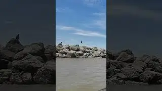 Bald Eagle flying in Vancouver Canada