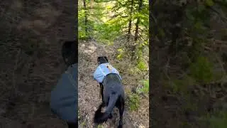 Adventure pup is finding us a camp #adventurepup #camping
