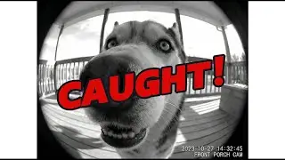 What Pets Do When You're Not Home... Caught on Camera! 😱