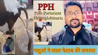 PPH (Post-Parturient Hemoglobinuria) गाय भैस मे लाल पेशाब की समस्या | Symptoms & Treatment|