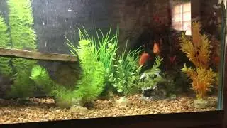 Veiltail oscar fish rare