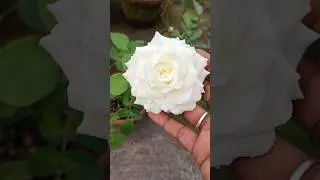 Tineke beautiful White Rose #flower