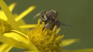 Sweat bee nectaring and grooming, before taking off.