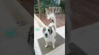 #effect #sound #barking #dog#ytshort #trinding #vedio #shortsvideo