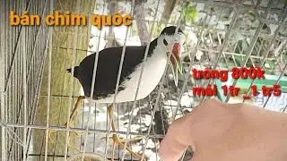 chim quốc tơ |chim quốc trống 800k chim quốc mái 1 triệu đến 1 triệu 500k thế hiển cà mau 0914395359