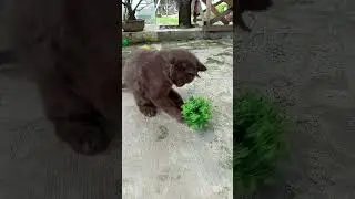 Kucing Item Gagal Jagoan Main Bola! Lucu Banget!