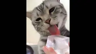 Unleash Your Cat's Cuteness! 😻 DIY Cat-Brush Tutorial