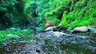 Tropical Forest River Nature ASMR for Falling Asleep Fast, Soothing the Soul, Zen