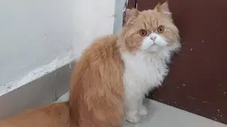The amazing cat favourite paper bag playing funniest ll New most funny animals vedio 2025