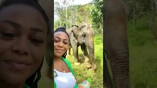Phuket elephant sanctuary in Thailand | Ethical tourism is so important 🤍